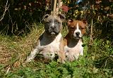 AMSTAFF  PUPPIES 273